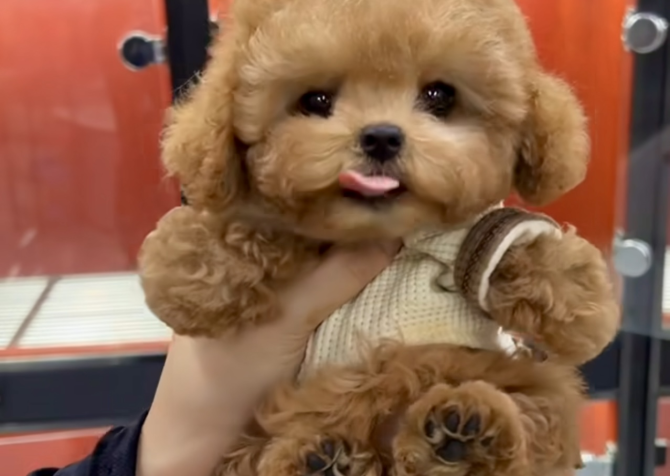 Toy Poodle Kore Kan Yavrularımız